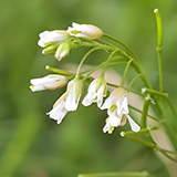 拟南芥遗传转化