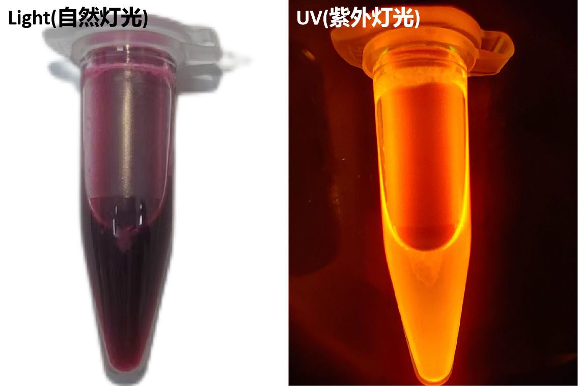 植物源重组荧光蛋白